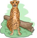 Cheetah