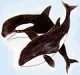 Orca Whales